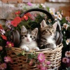 Happy Playlisted Music、Noise Radio 1 - Peaceful Cat Moments