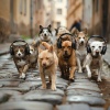 Pets Love Music、The Animal Group、Musical Joy - Play’s Peppy Pulse