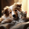 Pet Music World、Cats Music Zone、Dog Relaxation - There Are Nights