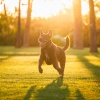 Felicidad Basica、Música Calmante para Cachorros、Música calmante para perros - Orquesta De Patas Armonizadas