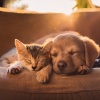 Academia de Música para Reducir el Estrés、Relajación total para seres、Quietud animal - Orquesta Para Acompañantes