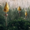 Klordop - Fungi 1