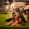 Daily Calm、The Singing Dogs、Music For Rehoming Dogs - Loyal Strings Cadence