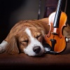 Música acogedora de lujo、Música para Cachorros Felices、Jukebox de música para perros - Comienzan Los Tonos Suaves