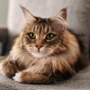 Barba de armonía、Gato Somnoliento、Hermosos sonidos de la naturaleza - Descanso Musical De Los Gatos