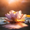 Curva apacible del alma、Paz Selva Virgen、Enfoque Meditativo - Enfoque Atento Y Gentil
