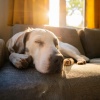 Música fácil de escuchar el domingo por la mañana、Terapia musical animal、Reiki suave para seres - Los Tonos Suaves Calman A Las Mascotas