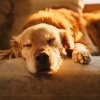 Latidos suaves、Música para terapia canina、Biblioteca de música para perros - Lofi Calma Para Perros