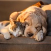 Ritmos serenos、Musicoterapia para el cuidado de mascotase mascotas tranquilas、Reiki para animales - Gentil Lofi Que Calma A Las Mascotas