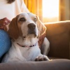 Grillos virtuales、Melodías para la calma animal、Serenidad para animales soñolientos - Los Ecos Tranquilos Calman A Las Mascotas