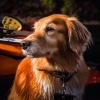 Peaceful Soundscapes、Music For Dogs To Sleep To、Doggie Day Care Music - Gentle Paws Prelude