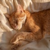 Barba sabia、El relajante para gatos、Estudio de música para gatos - Gatos En El Ritmo