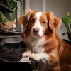 Binaural Solfeggio、Deep Focus Tunes、Concentration Music - Piano Layers for Dogs