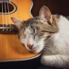 Guitarra Relajante Musica De Fondo、Música para Relajar Felinos、Clima salvaje - Suaves Ronroneos
