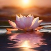 Ondas de loto、Yoga Para Niños、Zona Yogui - Paisaje Sonoro De Equilibrio De Yoga