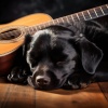 Musica Relajante de Guitarra BGM、Música Canina para la Noche、Música Chill para Perros - Rasgueos Suaves Y Juguetones