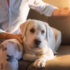 Cena Musica Ambiente、Lista de Reproducción para Perros Dormidos、Melodías para Perros - Cadencia De Cuerdas Leales