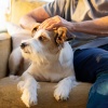 Buenos dias musica、Música para Perros Clásicos、Músicas Para Cachorros - Vals De Cola De Perrito Tranquila