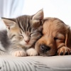 Radio Ondas 1、Amante de las criaturas suaves、Academia para animales calmados - Sonidos Suaves De Las Mascotas