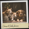 Ruido Blanco Hart、Cat Music、Chiens musique - Sérénité nocturne
