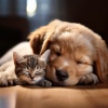 Investigación de ritmos binaurales、Amante del reposo en animales、Terapia sonora para el alma animal - Música Que Admite Mascotas