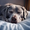 Modo suave、Melodía de sueño para animales、Musicoterapia para el cuidado de mascotase mascotas tranquilas - La Suave Armonía De Lofi