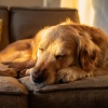 Música para la hora del baño、Música suave para perros、Música tranquila para perros - Cuerdas Para Perros Leales