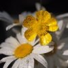 Acoustic Instrumental Vibes - Buttercups On The Snow