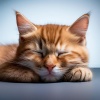 Sabor afrutado、Gato Relajarse、Música de gatos - La Noche Tranquila De Los Gatos