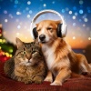 Insomnia Curator、Calming Music For Pets、Nighttime Pet Sounds - Harmonized Pets' Notes