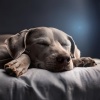 Segundo desayuno、Clásicos Caninos、Colectivo Relajante para Perros - Ritmos De Amor Para El Sueño De Los Perros