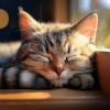 Barba sabia、Música para dormir Gatos、Música para gatos Deluxe - Ritmos Pacíficos Gatos Para Relajarse