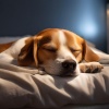 Contacto Sonoro、LAS MASCOTAS AMAN LA MÚSICA、Melodías de paz para seres - Melodías Suaves Reconfortan A Los Animales