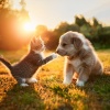 Música instrumental feliz、Armonía total para criaturas、Sonidos para criaturas en paz - Confort Para La Mascota En Un Sonido Delicado