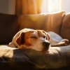 Hip-hop instrumental tranquilo、Biblioteca de Música Para Mascotas、Música relajante para mascotas - Pistas De Compañeros Pacíficos