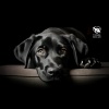 Pet Care Club - Deep Pet Relaxation