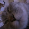 Technobank、Bunmewzik、Funny Cats - All Cat Memes Song Mashup (Technocat)