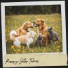 Cat Music Therapy、Dog Relaxation、Binaural Healing - Sinfonía de brasas crepitantes