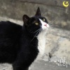 Woody - 길냥이