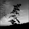 Gustixa - Melancholy