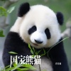 许名灿 - 国宝熊猫