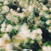 Obed - REPETIR