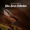 Bird Sound Collectors - Robin Forests