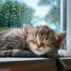Esferas、Composiciones para Relajar Gatos、Música para Terapia Felina - Suaves Melodías Ronroneantes