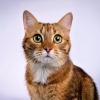 Música a la hora del almuerzo、Grabaciones de sonido de vida silvestre、Proyecto Música para Gatos - Armonías Suaves Para Un Descanso Elegante