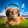 Migraine Headache Relief、Calm Cat Music、Cat Music Hour - The Purring Sound