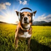 My ASMR Moments、Music for Pets Groove、Music For Pets - The Comfort of Pet Music