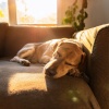 Naturalmente recurrente、Calma animal serena、Paz profunda para seres tranquilos - Paisajes Sonoros Suaves Para Mascotas