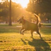 Santuario de Música de Limpieza de Chakras、Música para perros con ansiedad por separación、Perros en casa - Pasos Suaves