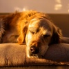 Activador de la glándula pineal、Perros y gatos felices、Musica para dormir para perros - Perro Con Acordes Ascendentes